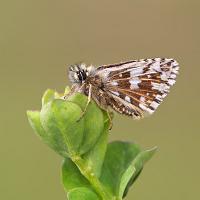 Grizzled Skipper 3 